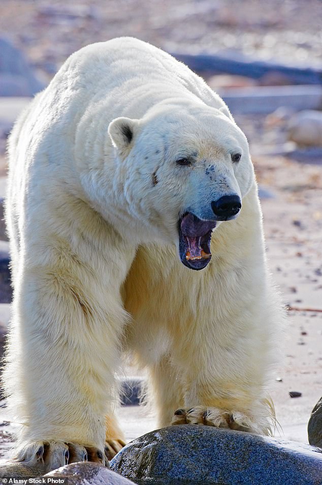 Polar bears are fascinating for nature lovers - but they can be deadly