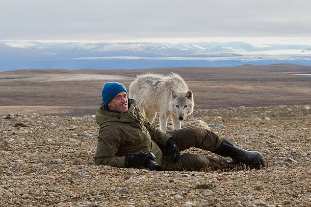 Buchanan poses with a wolf during the filming of a series on Ellesmere Island in 2014