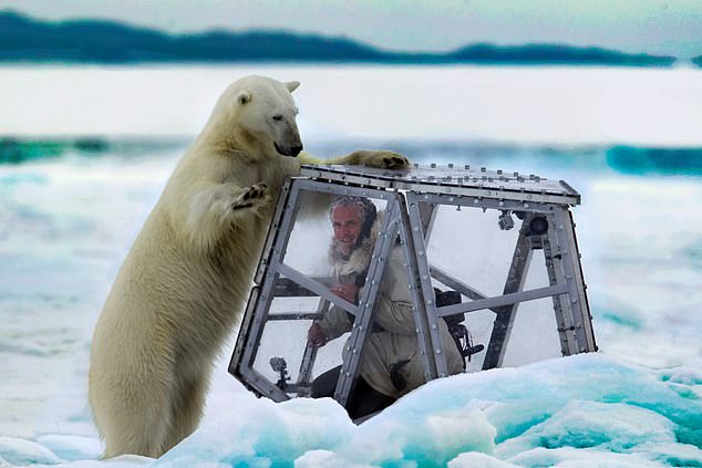 The bear was about 500kg (79st) in weight and towered above the David Attenborough cameraman as she attacked the perspex cube from where he was filming