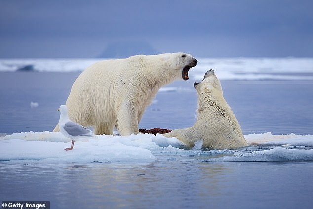 Buchanan had hoped to use a long lens, which would allow him 'to maintain a respectful distance from the polar bears, without affecting their natural behaviour'