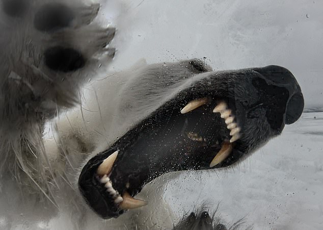 David Attenborough cameraman Gordon Buchanan was once moments from death after a polar bear decided to attack as he filmed in Svalbard in the Arctic Circle for a BBC series