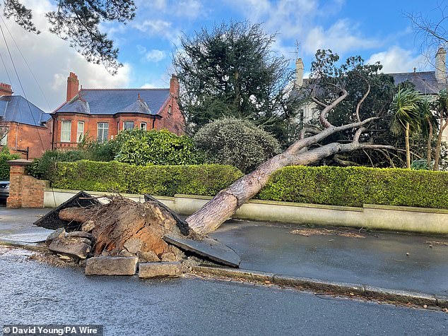 A tree which fell into a house and garden on Cyprus Avenue in east Belfast on Friday