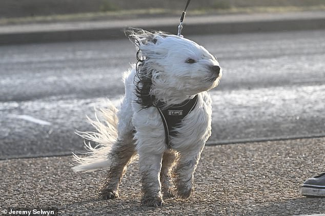 A dog struggling in Storm Eowyn as it hit Blackpool in Lancashire