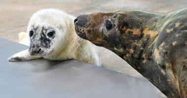 Blind grey seal gives birth at Illinois' Brookfield Zoo: 'Very attentive mother'