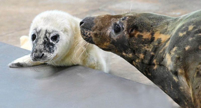 Blind grey seal gives birth at Illinois' Brookfield Zoo: 'Very attentive mother'