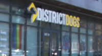 DC dog daycare employee kicked, killed puppy