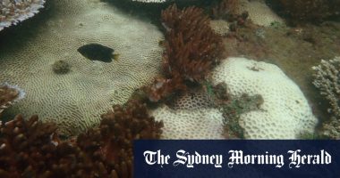 Severe coral bleaching to hit the Great Barrier Reef