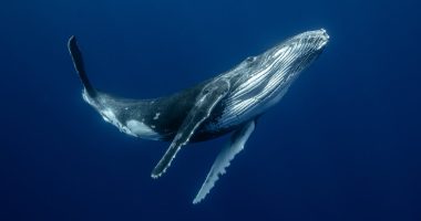 These Whales Still Use Their Vocal Cords. But How?
