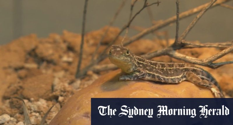 Tiny reptile thought to be extinct holding up housing developments