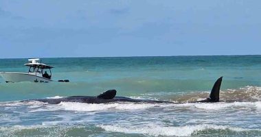 70-foot sperm whale beached off coast of Florida