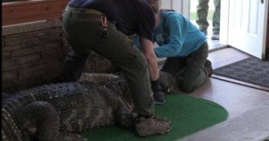 Albert the Alligator's 'dad' chomps at the bit to retrieve his pet gator seized by state