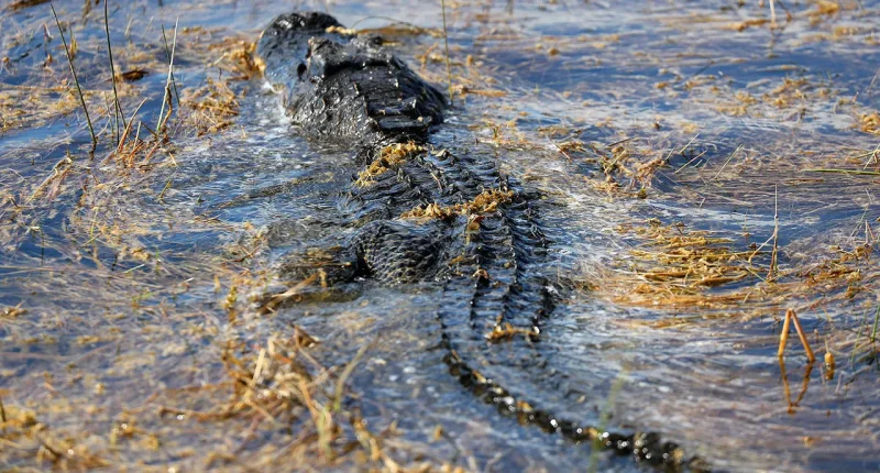Alligator bites man in Florida's Everglades