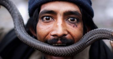 Are snakebites rising in South Asia — and what’s responsible? | Health News