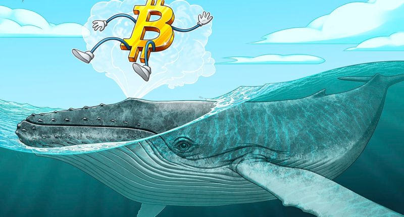 Bitcoin whales not selling despite $70K — BTC holdings growth ‘is going parabolic’