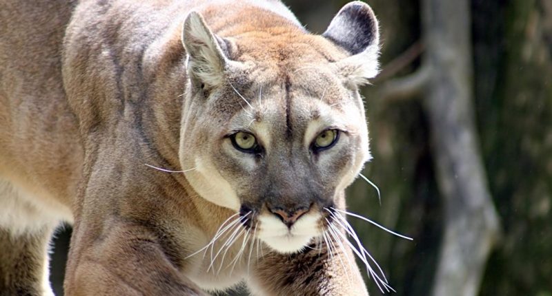 California man killed in mountain lion attack, one injured