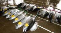 Chinese fishing company accused of environmental and labour abuses
