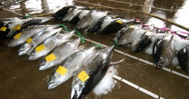 Chinese fishing company accused of environmental and labour abuses