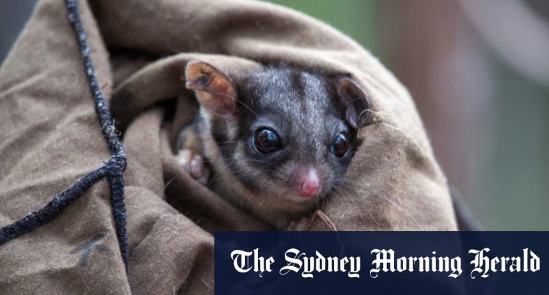 Hope for lowland Leadbeater’s possum as conservationists identify 34 in the wild