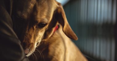 How to Support Someone Grieving the Loss of a Pet