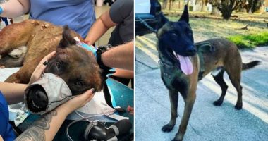 Las Vegas police K-9 undergoes surgery after being stabbed multiple times by suspect