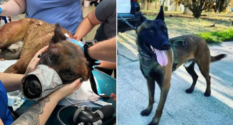 Las Vegas police K-9 undergoes surgery after being stabbed multiple times by suspect