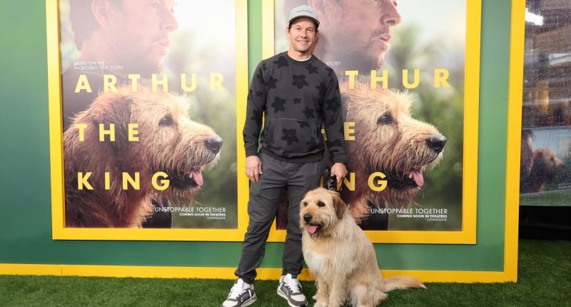 Mark Wahlberg on Why He Won't Have Surgery for Torn Meniscus