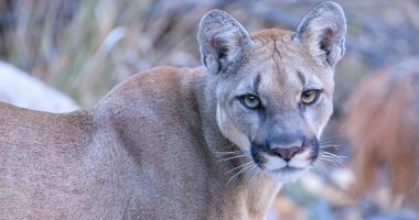 Mountain lion attack kills 21-year-old man, injures younger brother in California
