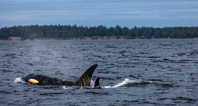 Orcas Are Considered One Species. Should They Be?
