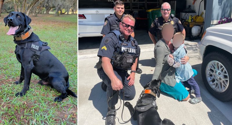 Police dog finds missing Florida toddler safe in woods after following scent from blanket