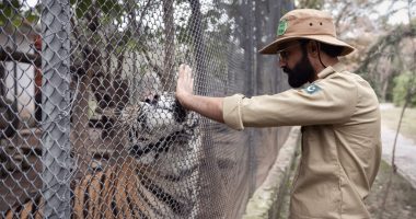 Saving Baboo the baby tiger: Inside Pakistan’s zoo-turned-rescue centre | Wildlife