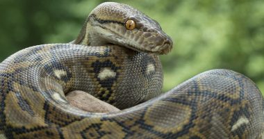 Scientists now say you should eat snakes to 'save the planet' from climate change