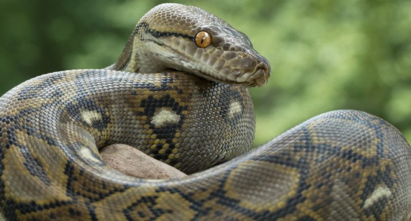 Scientists now say you should eat snakes to 'save the planet' from climate change