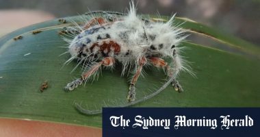 University of Queensland researcher James tweed discovers new longhorn beetle, which looks like hairy poo