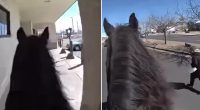 WATCH: Police officer on horseback chases suspected shoplifter