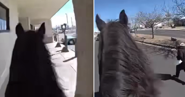 WATCH: Police officer on horseback chases suspected shoplifter