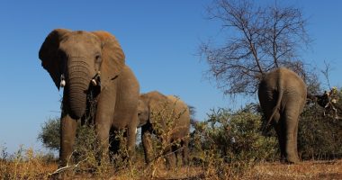 Botswana threatens to send 20,000 elephants to Germany | Environment News