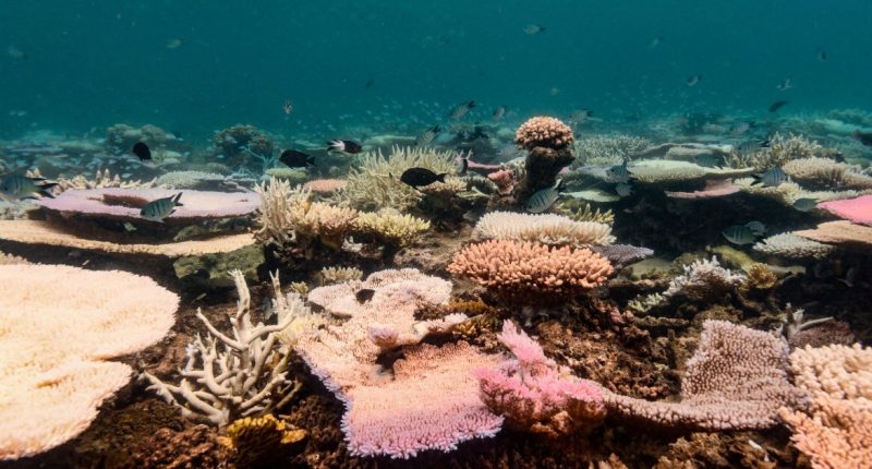 Coral reefs around the world experiencing mass bleaching, scientists say | Climate News
