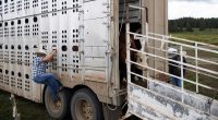 Dairy Cows Transported Between States Must Now Be Tested for Bird Flu