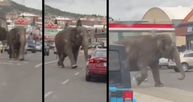 Elephant escapes the circus and takes a thunderous tour of a Montana city