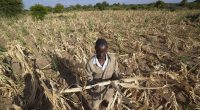 Extreme drought in southern Africa leaves millions hungry