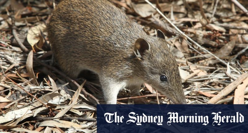 Housing project puts pressure on endangered bandicoot
