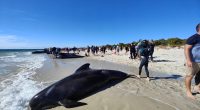 Many pilot whales die, dozens rescued after mass stranding in Australia | Wildlife News