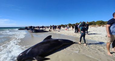 Many pilot whales die, dozens rescued after mass stranding in Australia | Wildlife News