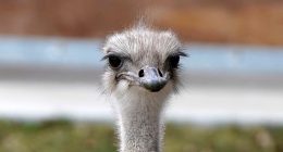 Ostrich at Kansas zoo has died after swallowing keys belonging to zoo employee