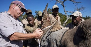 S Africa proposes ‘innovative’ medical tourism plan allowing use of rhino horn