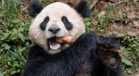 San Diego Zoo to welcome pair of giant pandas from China