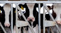 Scientists Fault Federal Response to Bird Flu Outbreaks on Dairy Farms