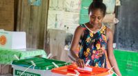 Solomon Islands pro-China PM Manasseh Sogavare fails to secure majority | Elections News
