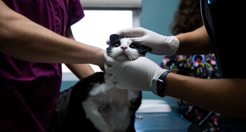 Were You Stuck With a Big Vet Bill? Tell Us About It.
