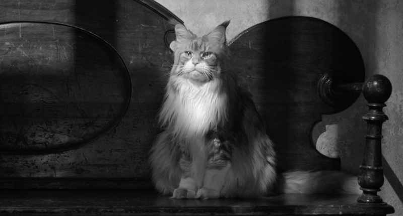 Why Hollywood Is Really Into Cats Right Now